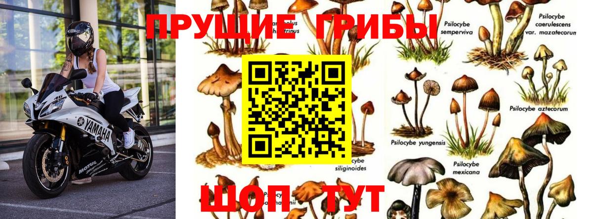 наркошоп  Вход с VPN  Урус-Мартан  Псилоцибиновые грибы GOLDEN TEACHER 